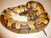 enchi
