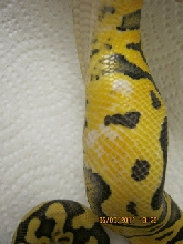 white spots