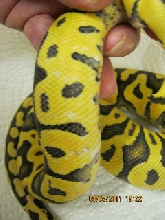 white spots1