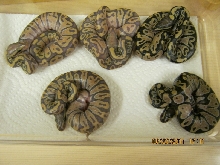 hypo vanilla1