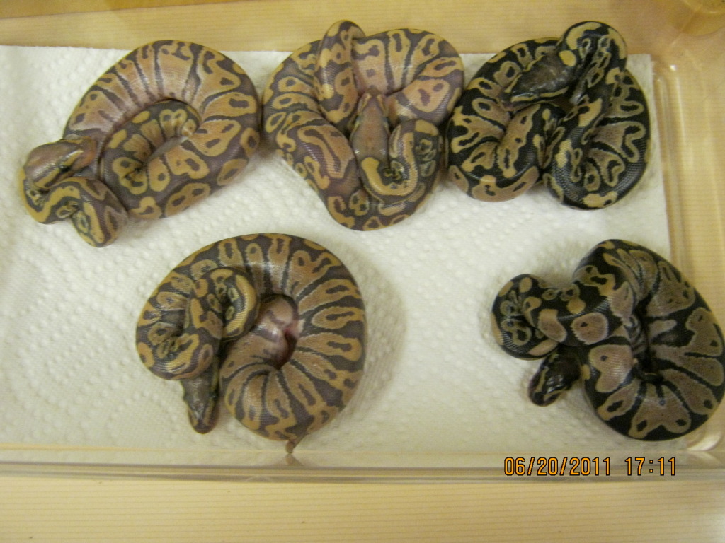 hypo vanilla1