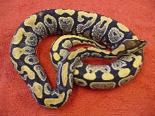 new pix yellowbellie I.M.G.
