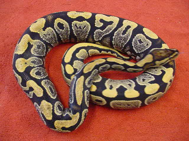 new pix yellowbellie I.M.G.