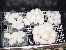 eggs