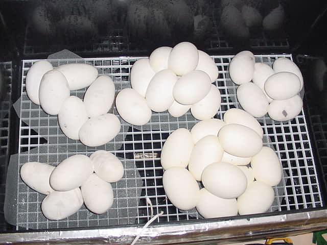 eggs