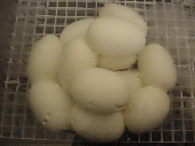12 eggs
