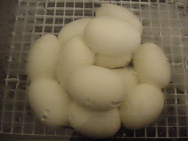 12 eggs