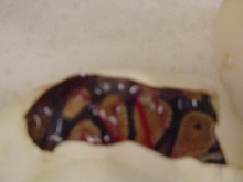 more pieds