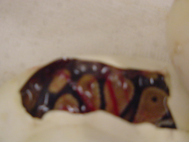 more pieds
