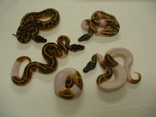 new pied 1