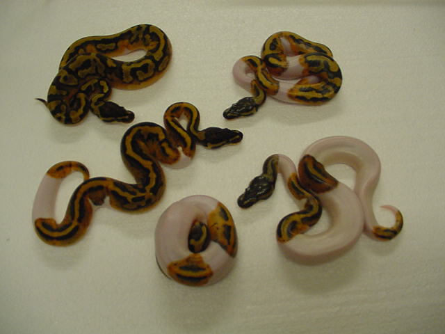 new pied 1