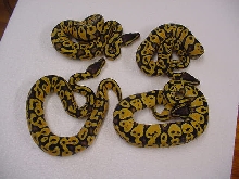 pastel yellow bellie