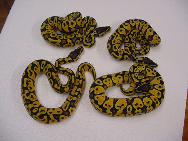 pastel yellow bellie