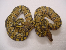 hypo