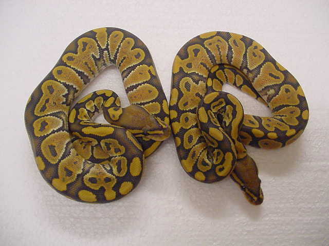 hypo