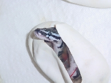 new axanthic1