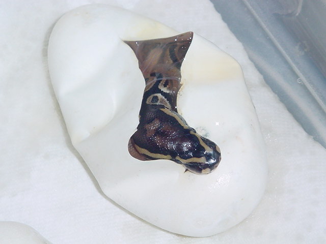 new axanthic2