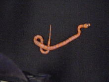 reduced pattern