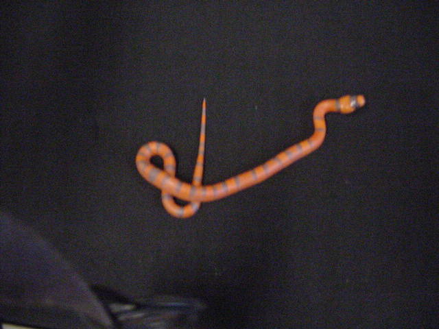 reduced pattern