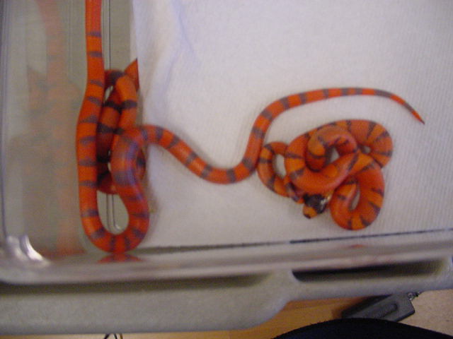 reduced pattern2