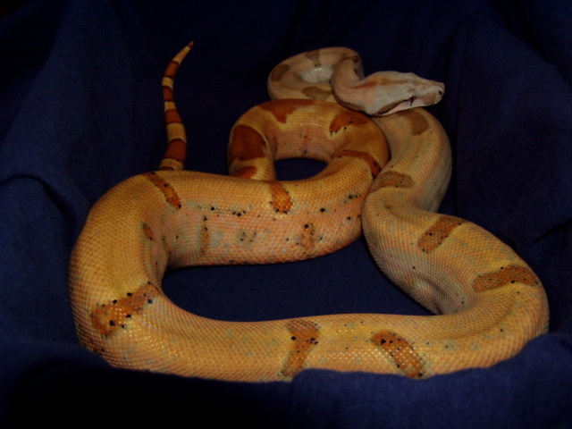 Sunset Hypo