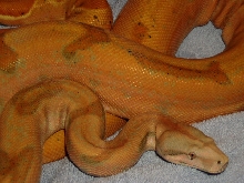 Sunset hypo Female04