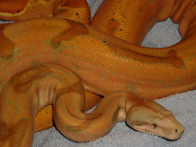 Sunset hypo Female04