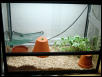 My Corn's home