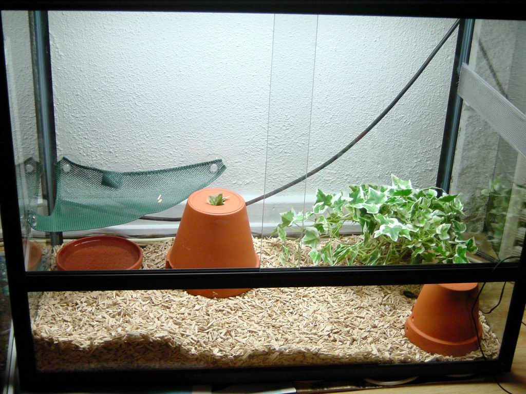 My Corn's home