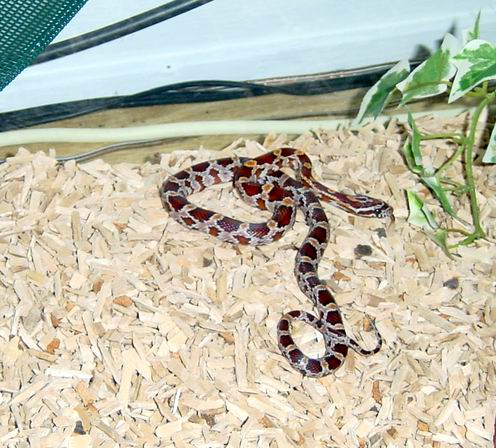 My Corn