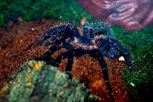 Brazilian Salmon Pink Birdeater