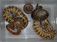 Few snakes from N.A.P