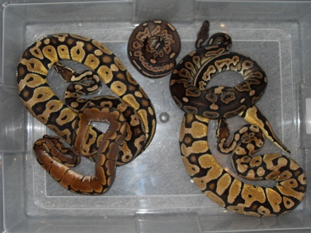 Few snakes from N.A.P