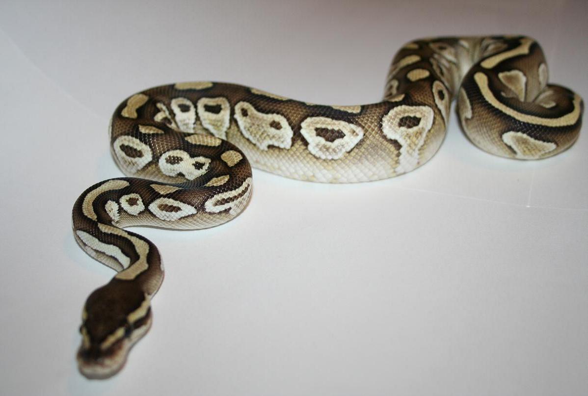 Lesser Cross