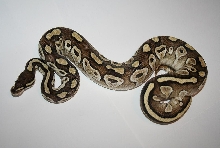 Lesser Cross