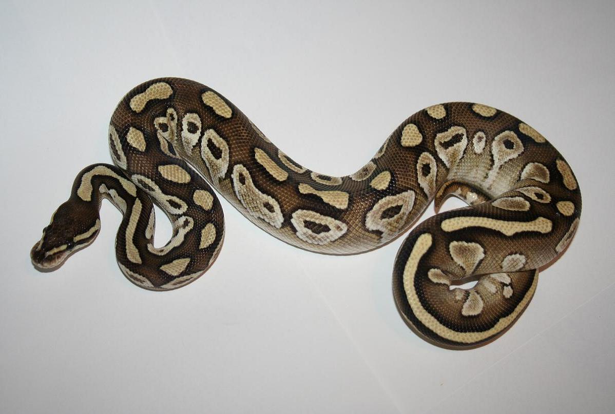 Lesser Cross