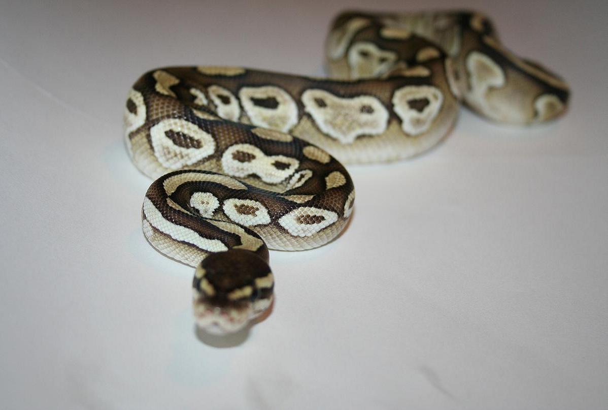 Lesser Cross