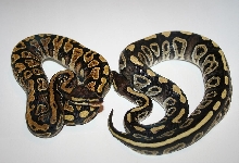 Sable Crosses