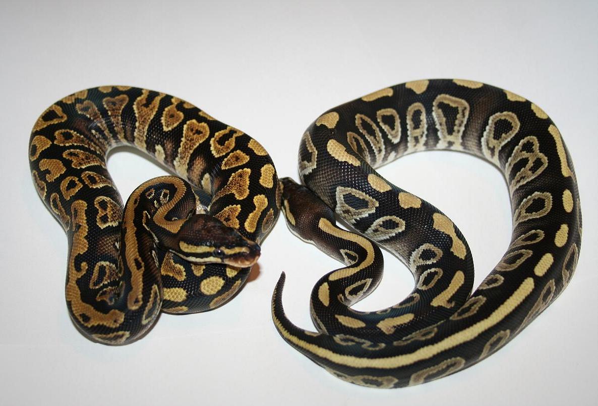 Sable Crosses