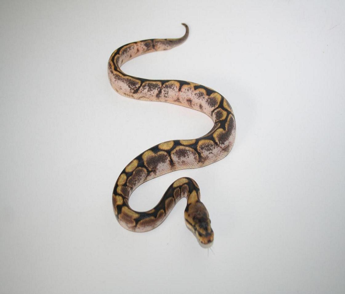 2010 Calider Male