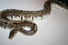 Spider Male
