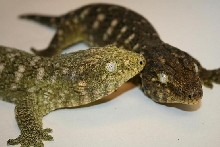 Leachie