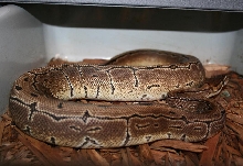 Pinstripe Male