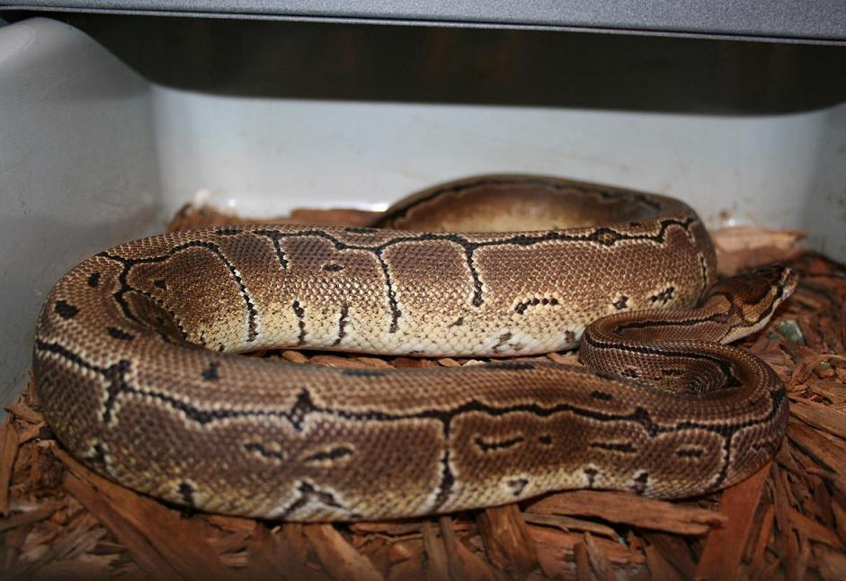Pinstripe Male