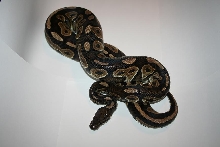 Cinny Male