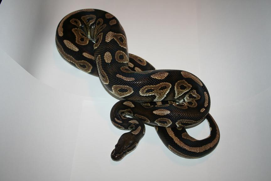 Cinny Male