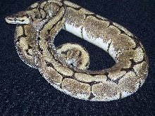 Female Spider (lemondrop)