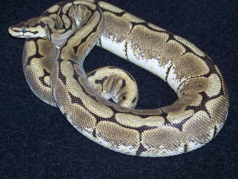 Female Spider (lemondrop)