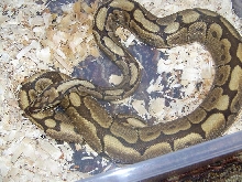 Spider male 100% het albino