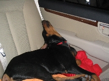 Worn out after training
